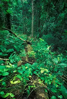 Tropical Rainforest Prints: CA, Panama, Barro Colorado Island fresh tree fall gap, approx. 5 months old