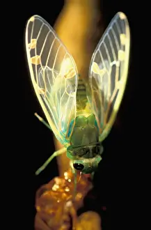 Tropical Rainforest Prints: CA, Panama, Barro Colorado Island freshly hatched cicada hanging on the pupal