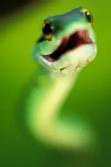 Images Dated 13th January 2005: CA, Panama, Barro Colorado Island Green parrot snake portrait threatening display