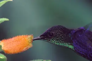 Tropical Rainforest Prints: CA, Panama, Barro Colorado Island hummingbird at flower (Damophila julie panamensis)