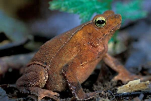 CA, Panama, Barro Colorado Island leaf toad (Bufo thyphonius)