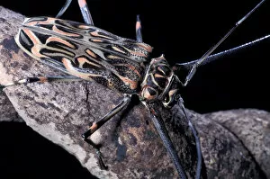 Images Dated 12th January 2005: CA, Panama, Barro Colorado Island long-horned beetle with enlarged front feet