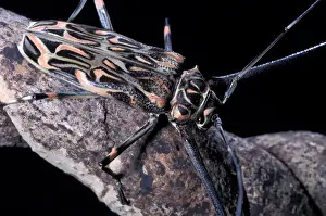 Teeth Prints: CA, Panama, Barro Colorado Island long-horned beetle with enlarged front feet
