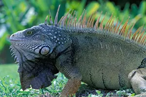 Tropical Rainforest Prints: CA, Panama, Barro Colorado Island male Green Iguana portrait (Iguana iguana)