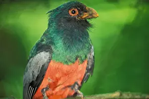 Tropical Rainforest Prints: CA, Panama, Barro Colorado Island male Slaty tailed Trogon (Trogon massenia)