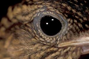 Images Dated 12th January 2005: CA, Panama, Barro Colorado Island plain brown woodcreeper (Dendrocincla fuliginosa)