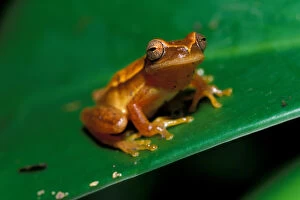 CA, Panama, Barro Colorado Island rain forest frog