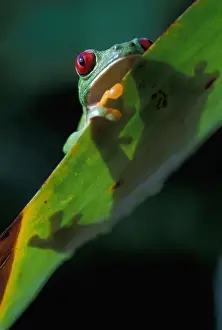 Tropical Rainforest Prints: CA, Panama, Barro Colorado Island red eyed tree frog (Agalychnis callidryas) on leaf