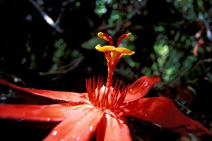 Images Dated 12th January 2005: CA, Panama, Barro Colorado Island red Passioflora sp. flower