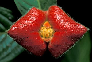 CA, Panama, Barro Colorado Island red rainforest flower, kissing lip (Psychotria sp.)