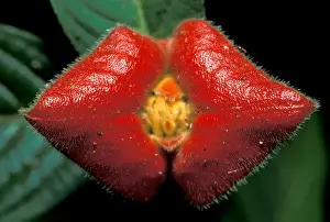 Kissing Prints: CA, Panama, Barro Colorado Island red rainforest flower, kissing lip (Psychotria sp. )