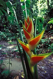 CA, Panama, Barro Colorado Island red and yellow Heliconia flower (Heliconia sp.)