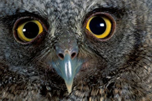 CA, Panama, Barro Colorado Island tropical screech owl portrait (Otus choliba)