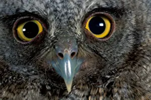 Panama Prints: CA, Panama, Barro Colorado Island tropical screech owl portrait (Otus choliba)