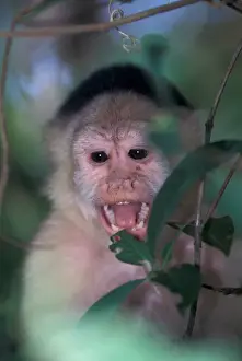 Panama Prints: CA, Panama, Barro Colorado Island white face monkey portrait (Cebus capucinus)