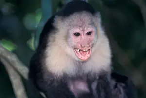 Images Dated 13th January 2005: CA, Panama, Barro Colorado Island white face monkey portrait (Cebus capucinus)