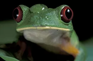 CA, Panama, Barro Colorado Red-eyed tree frog (Agalychris callidryas)