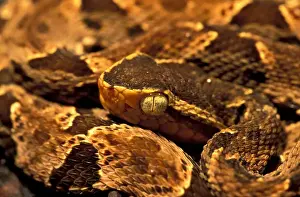 Winding Prints: CA, Panama, Soberania NP fer de lance (Bothrops asper) curled up in leaf litter