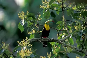 Tropical Rainforest Prints: CA, Panama, Soberania NP Keel-billed Tucan in tree (Ramphastos sulfuratus brevicarinatus)