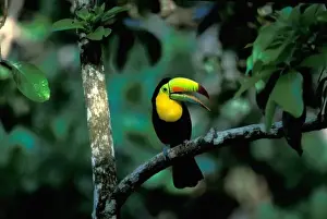 CA, Panama, Soberania NP, Keel-billed Tucan in tree (Ramphastos sulfuratus brevicarinatus)