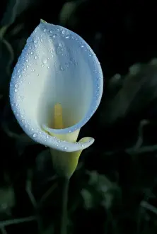 Tropical Rainforest Prints: CA, Panama, Vulcan Baru NP, Chiriqui white calla lily
