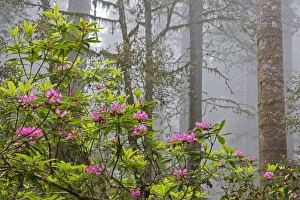 CA, Redwood National Park, Lady Bird Johnson Grove, redwood trees with rhododendrons