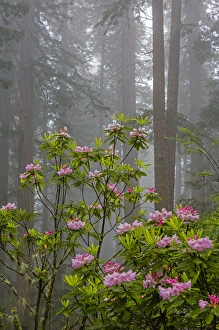 Images Dated 15th May 2016: CA, Redwood National Park, Lady Bird Johnson Grove, redwood trees with rhododendrons