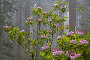 CA, Redwood National Park, Lady Bird Johnson Grove, redwood trees with rhododendrons