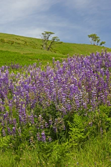 Images Dated 12th May 2016: CA, Redwoods National Park, Lupine field