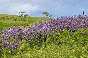 Images Dated 12th May 2016: CA, Redwoods National Park, Lupine field