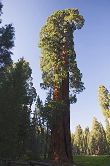 Images Dated 8th June 2006: CA, Sequoia NP, Big Trees Trail, Giant Sequoia tree