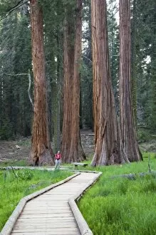 CA, Sequoia NP, Round Meadow, Big Trees Trail with giant Sequoia trees (MR)