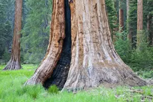 Base Prints: CA, Sequoia NP, Round Meadow, Giant Sequoia trees along Big Trees Trail