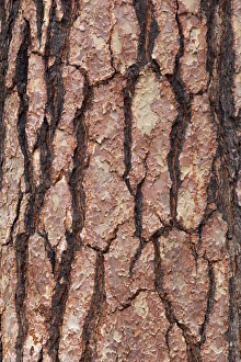 Images Dated 2nd April 2011: CA, Yosemite NP, bark of Ponderosa pine tree