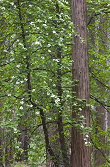 Images Dated 7th June 2006: CA, Yosemite NP, Flowering dogwood tree