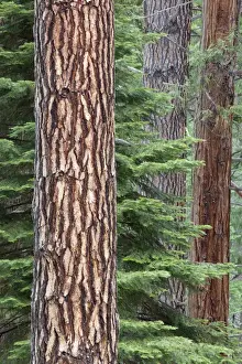 Images Dated 2nd April 2011: CA, Yosemite NP, Ponderosa pine and Incense cedar trees