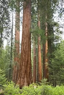 CA, Yosemite NP, Sequoia trees at Mariposa Grove