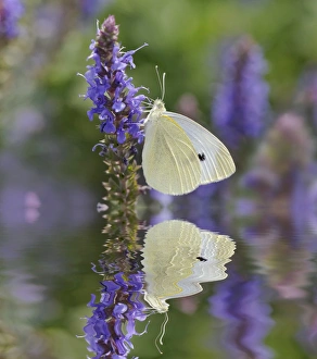 Pollination Prints: Cabbage White Butterfly and reflection, Pieris rapae, Louisville, Kentucky