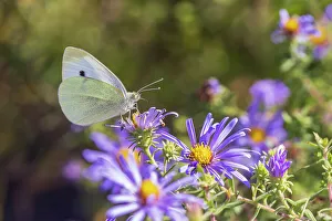 Alighting Prints: Cabbage White on Frikart's Aster, Marion County, Illinois. (Editorial Use Only)