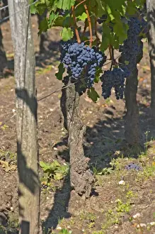 Bunch Prints: A Cabernet Franc bunch of grapes on a vine in the vineyard at Chateau Cheval Blanc