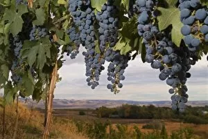 Images Dated 13th October 2005: Cabernet Sauvignon grapes hanging in the vineyard of Basel Cellars in Walla Walla Washington, USA