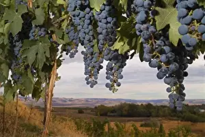 Enology Prints: Cabernet Sauvignon grapes hanging in the vineyard of Basel Cellars in Walla Walla Washington