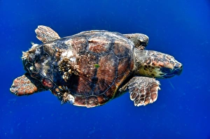 Images Dated 29th May 2012: Cabo Pulmo, Mexico, Caretta caretta, Loggerhead Sea Turtle with barnacles swimming