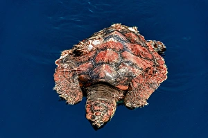 Cabo Pulmo, Mexico, Caretta caretta, Loggerhead Sea Turtle with barnacles swimming