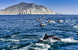 Sea Of Cortez Prints: Cabo Pulmo, Mexico, Common Dolphin, Delphinus delphis, swimming in the Sea of Cortez