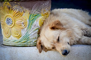 Baja Prints: Cabo Pulmo, Mexico, Dog siesta with painted clay pot. MR