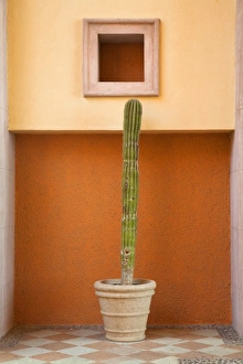 Cabo San Lucas, Baja California Sur, Mexico - A potted cactus stands in a niche next to an orange