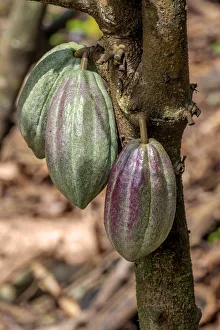 Malvaceae Prints: Cacao fruit