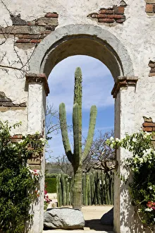 Succulent Prints: Cactus in archway of old building. Cabo San Lucas, Mexico