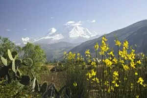 Images Dated 9th May 2005: Cactus and bush with yellow flowers, snow-capped Andes Mountains in distance